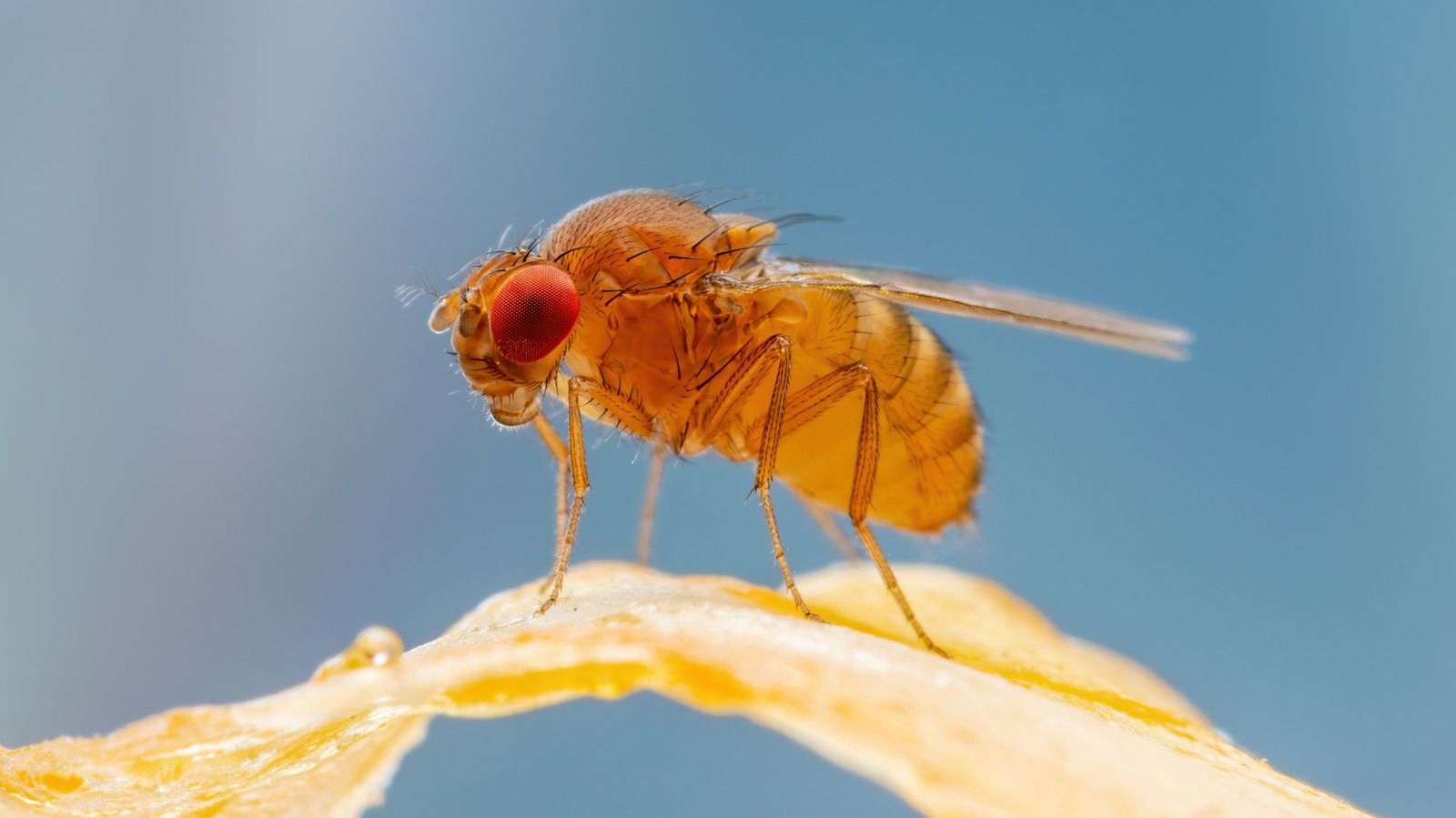 Comment faire un piège à mouches de fruits bricolage