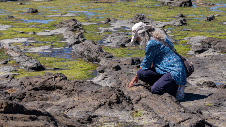Explorateur en regardant des rochers à Curio Bay, NZ
