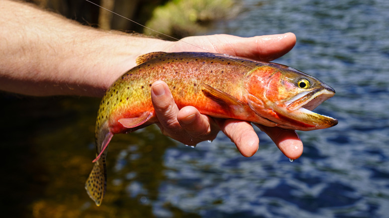 Main tenant une truite fardée colorée attachée à une ligne de pêche