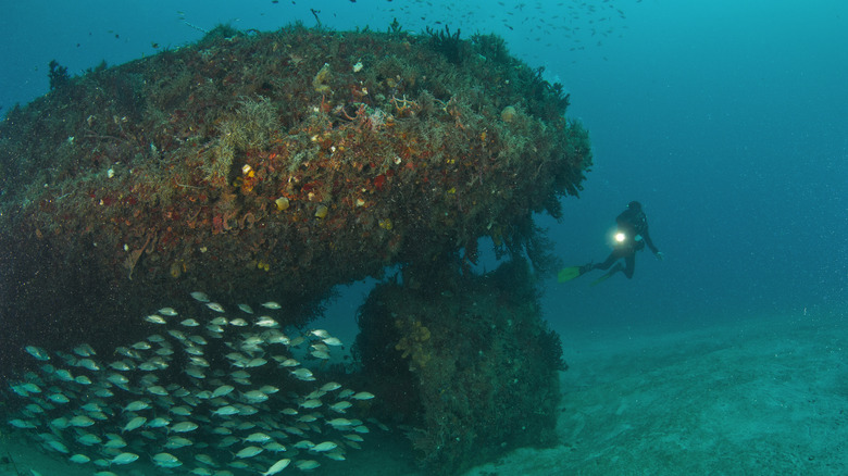 Un plongeur met en lumière une école de poisson argenté