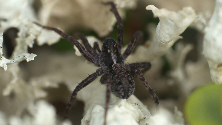Black Wolf Spider dans le cercle arctique d'Europe du Nord