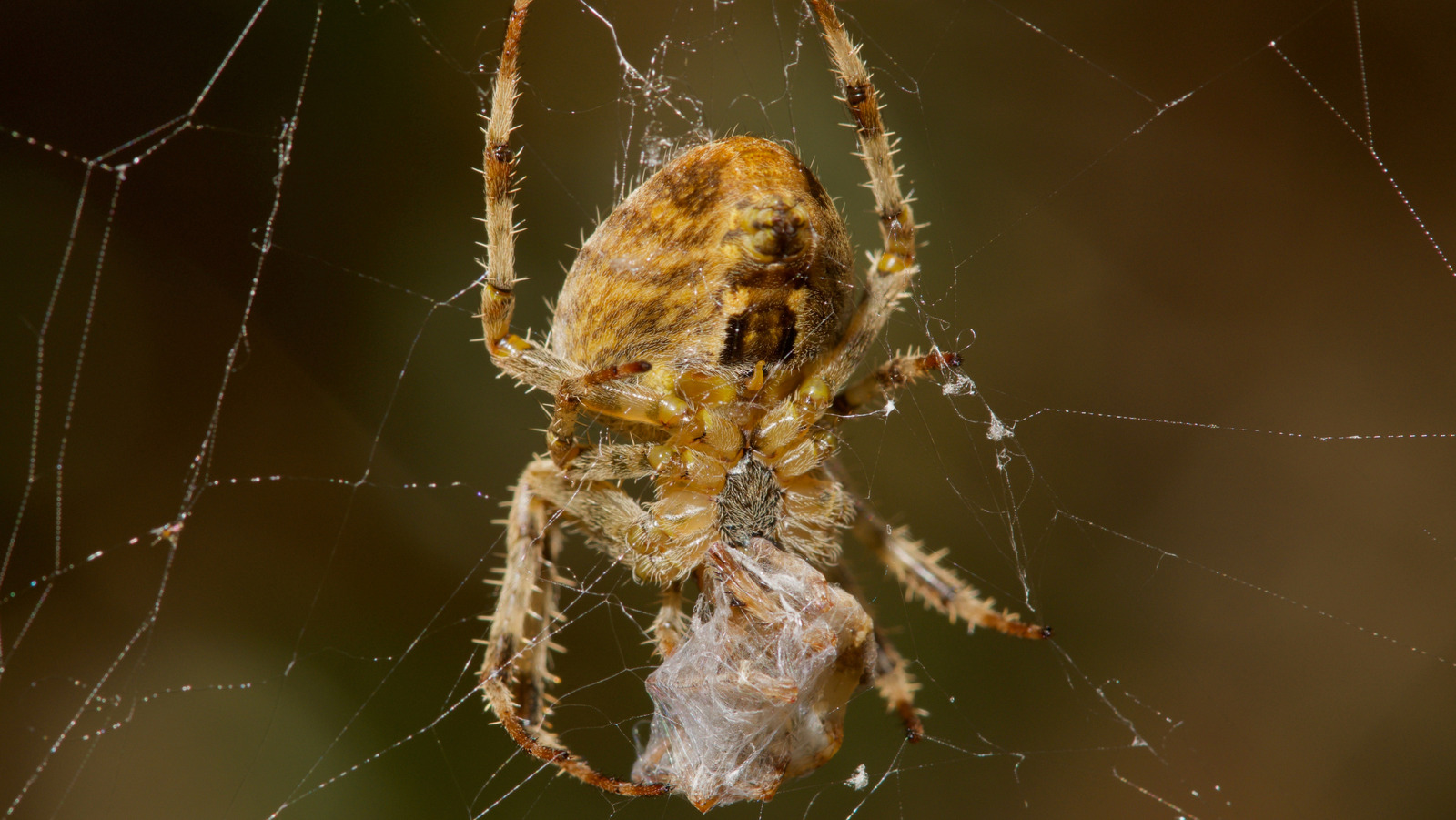Une espèce d'araignée se tourne vers le cannibalisme, et la raison pourrait être une surprise
