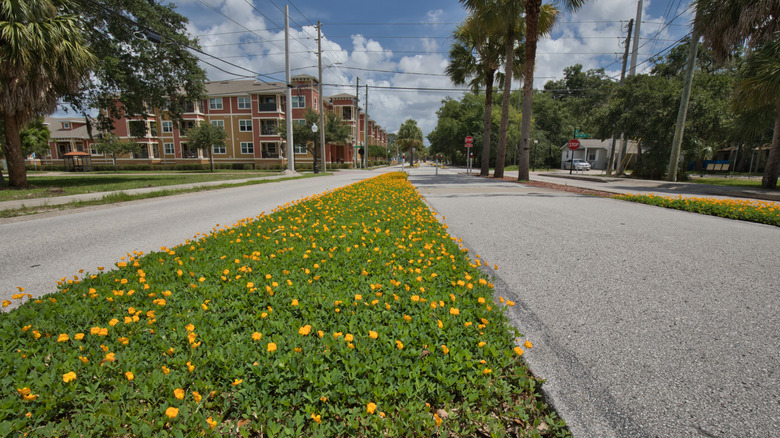 Le sentier Pinellas près de Tarpon Springs, FL