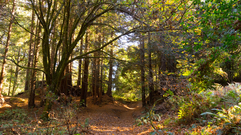 Un sentier de randonnée à Nisène Marks State Park, Aptos, Californie