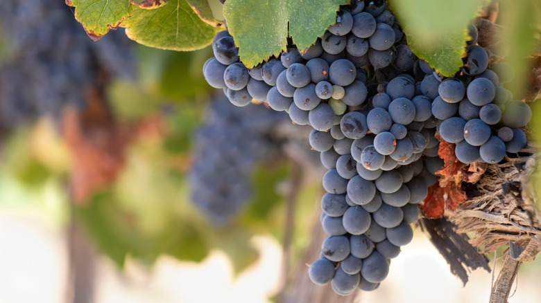 Les raisins pendent à la vigne dans un vignoble de Californie
