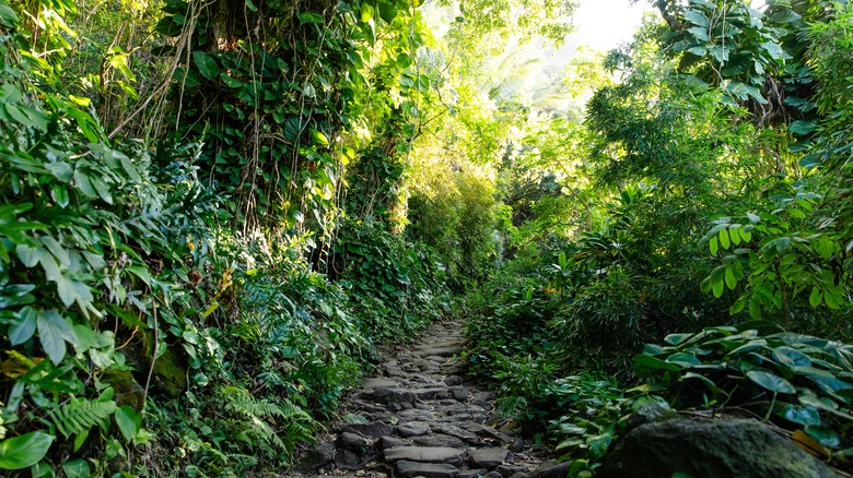 Trail luxuriant tropical sur Kauai