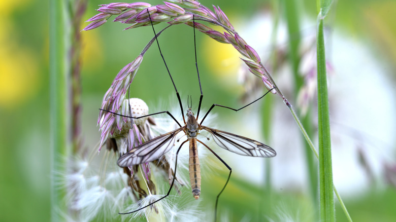 Une mouche de grue reposant sur une plante violette