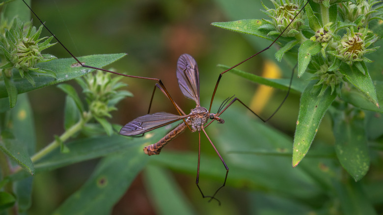 Une mouche de grue reposant sur certaines plantes