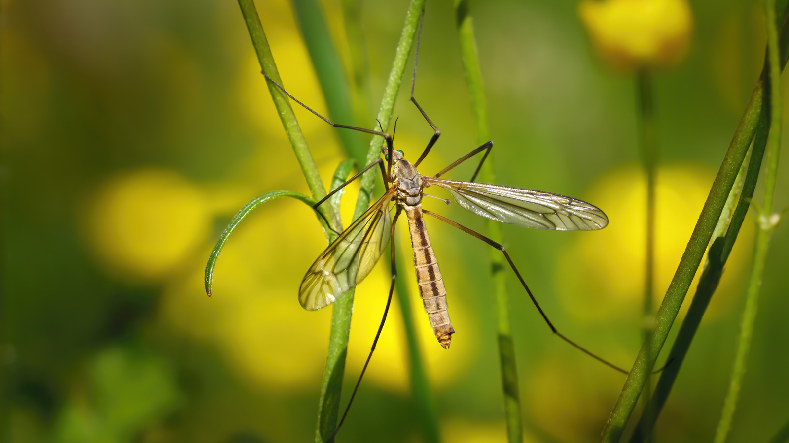 Comment s'appellent ces grands moustiques?