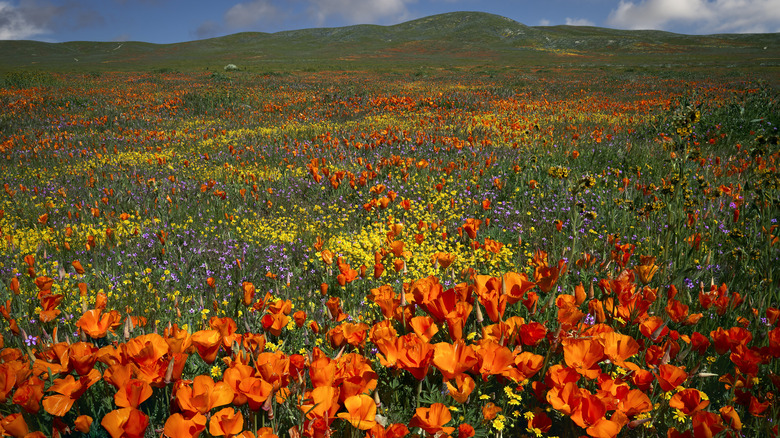Domaine des coquelicots et des fleurs sauvages en Californie
