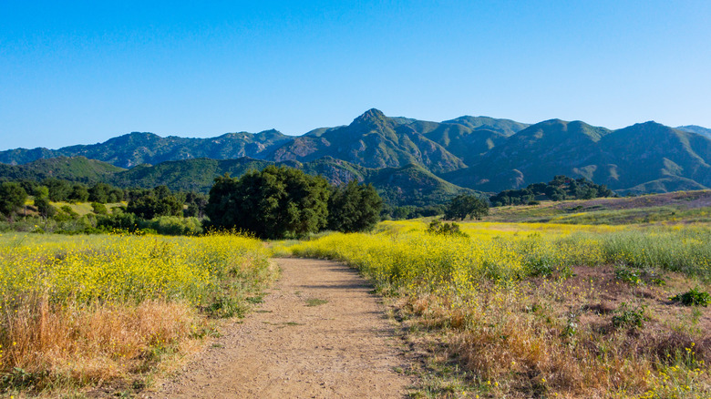 Un sentier de randonnée disparaît dans des fleurs jaunes et des vues sur la montagne