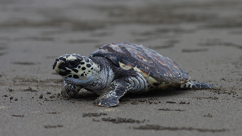 La tortue de mer Ridley d'un Kemp est assise sur le sable