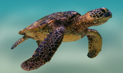 Les tortues marines prospèrent sur cette côte d'État inattendue