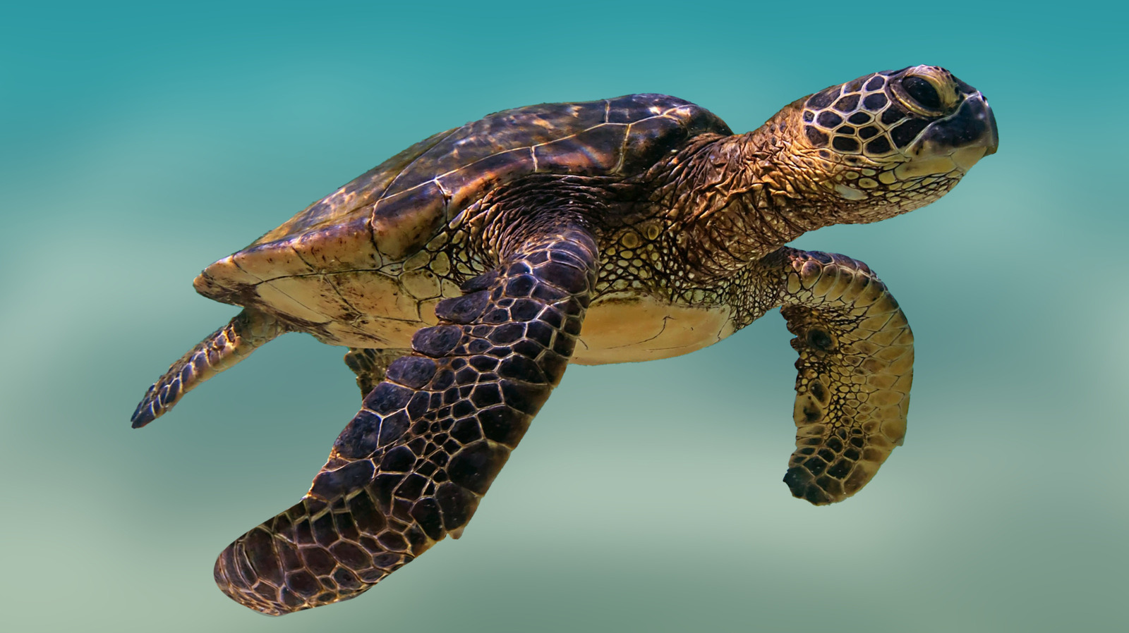 Les tortues marines prospèrent sur cette côte d'État inattendue