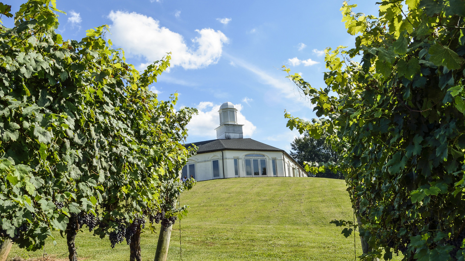Cette magnifique vignoble Virginia est parfaite pour une escapade de la dégustation de vins respectueuse du budget