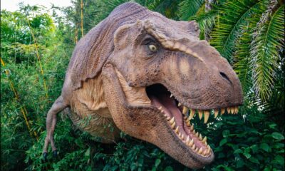 La vérité sur ce à quoi ressemblait le Tyrannosaurus Rex
