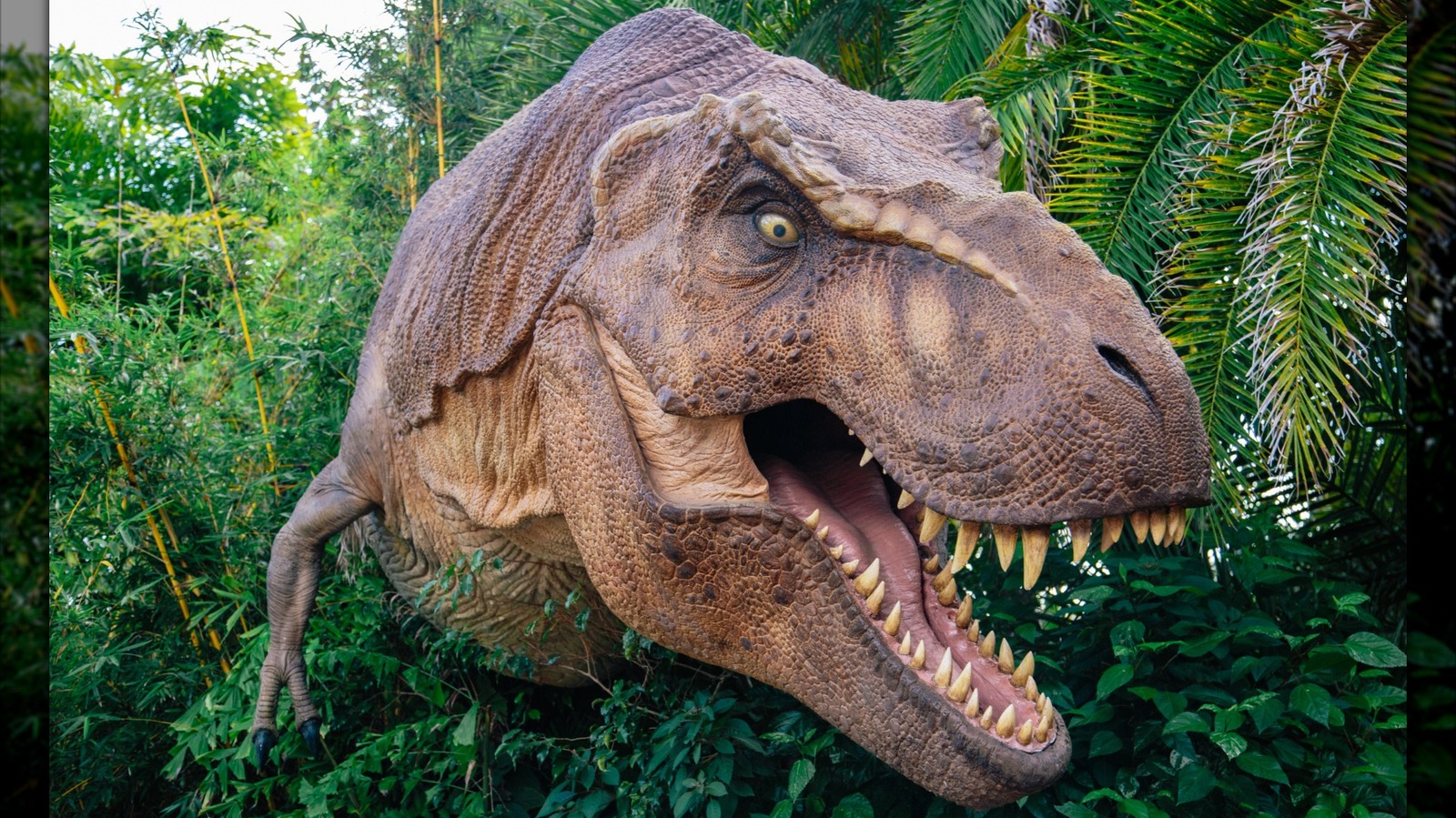 La vérité sur ce à quoi ressemblait le Tyrannosaurus Rex