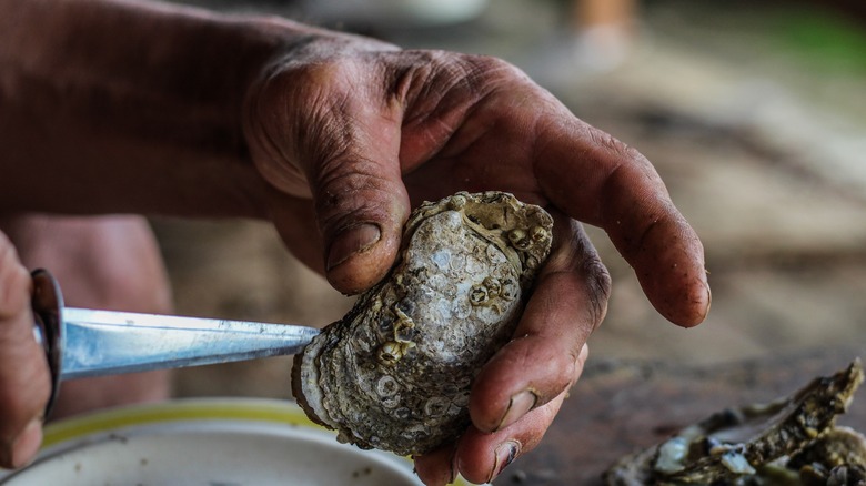 Des mains fortes et robustes ont chanté une huître de la rivière Rappahannock