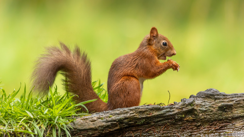 Un écureuil rouge avec quelque chose dans ses pattes