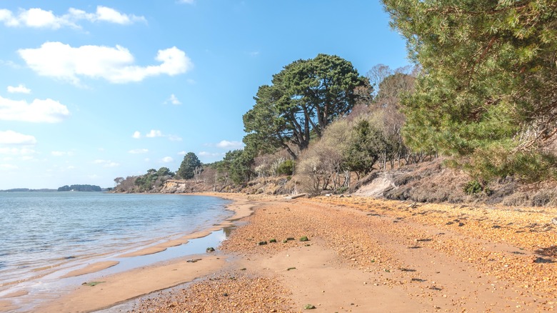 Une plage de sable isolée de couleur argile avec des arbres derrière