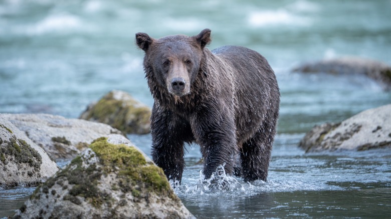 ours debout dans la rivière