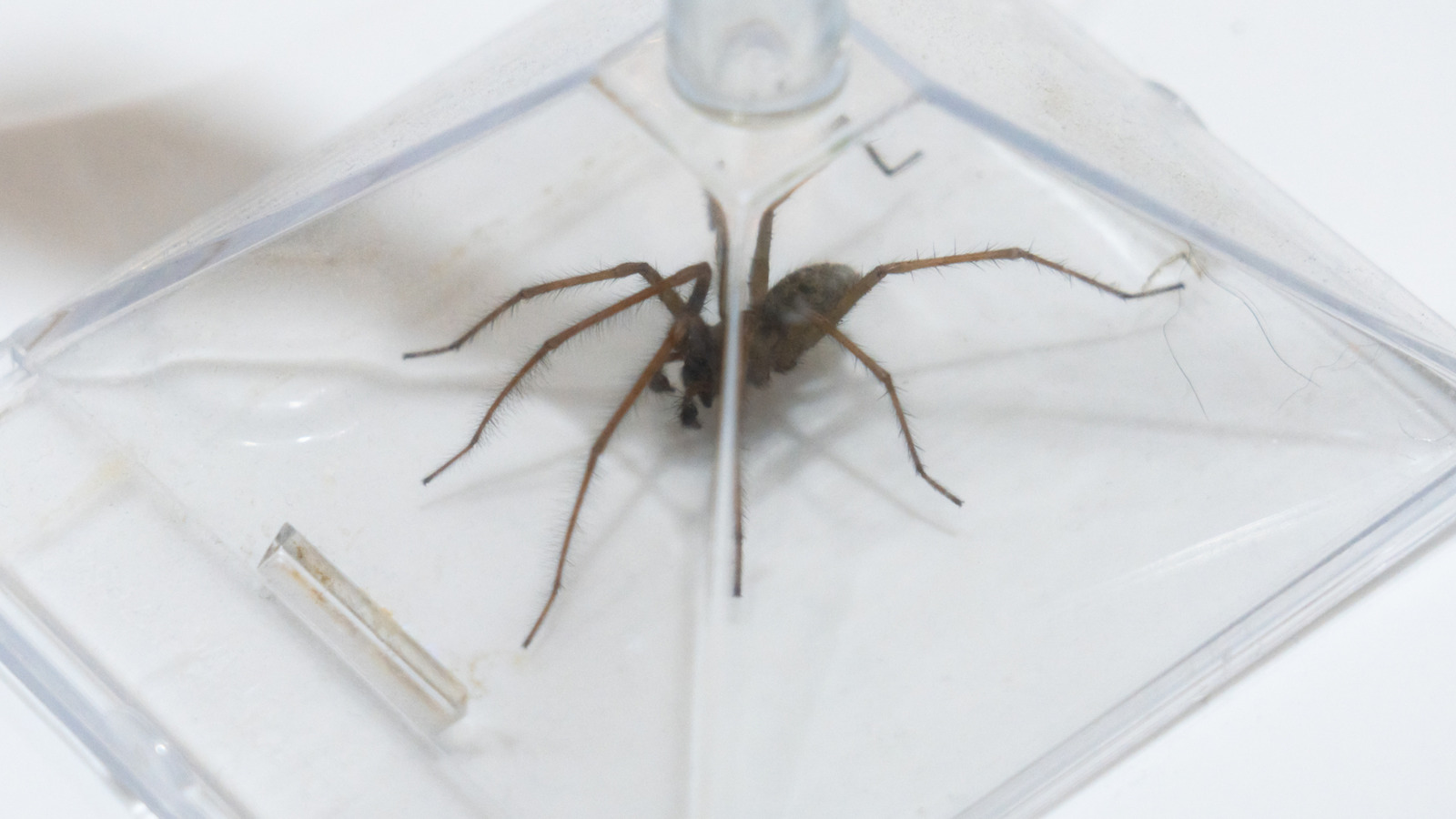 La raison troublante, vous ne devriez jamais écraser une araignée dans votre maison