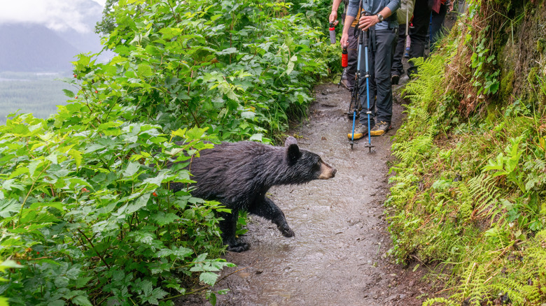 Rencontre d'ours sur sentier