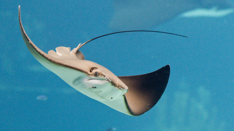 Un rayon dans l'océan