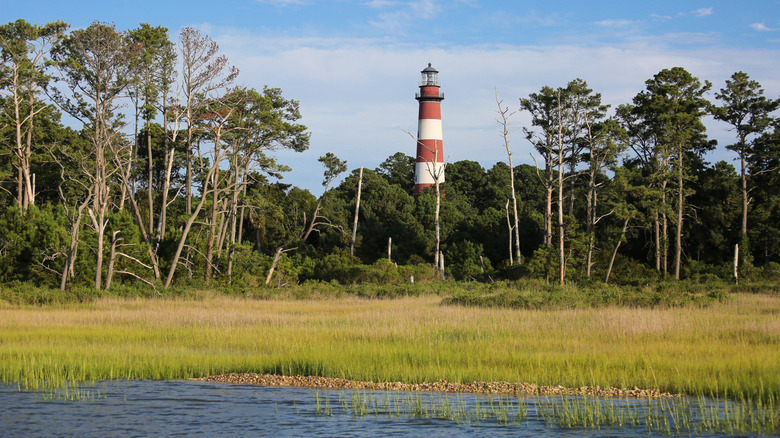 Un phare qui sort des arbres le long d'un marais