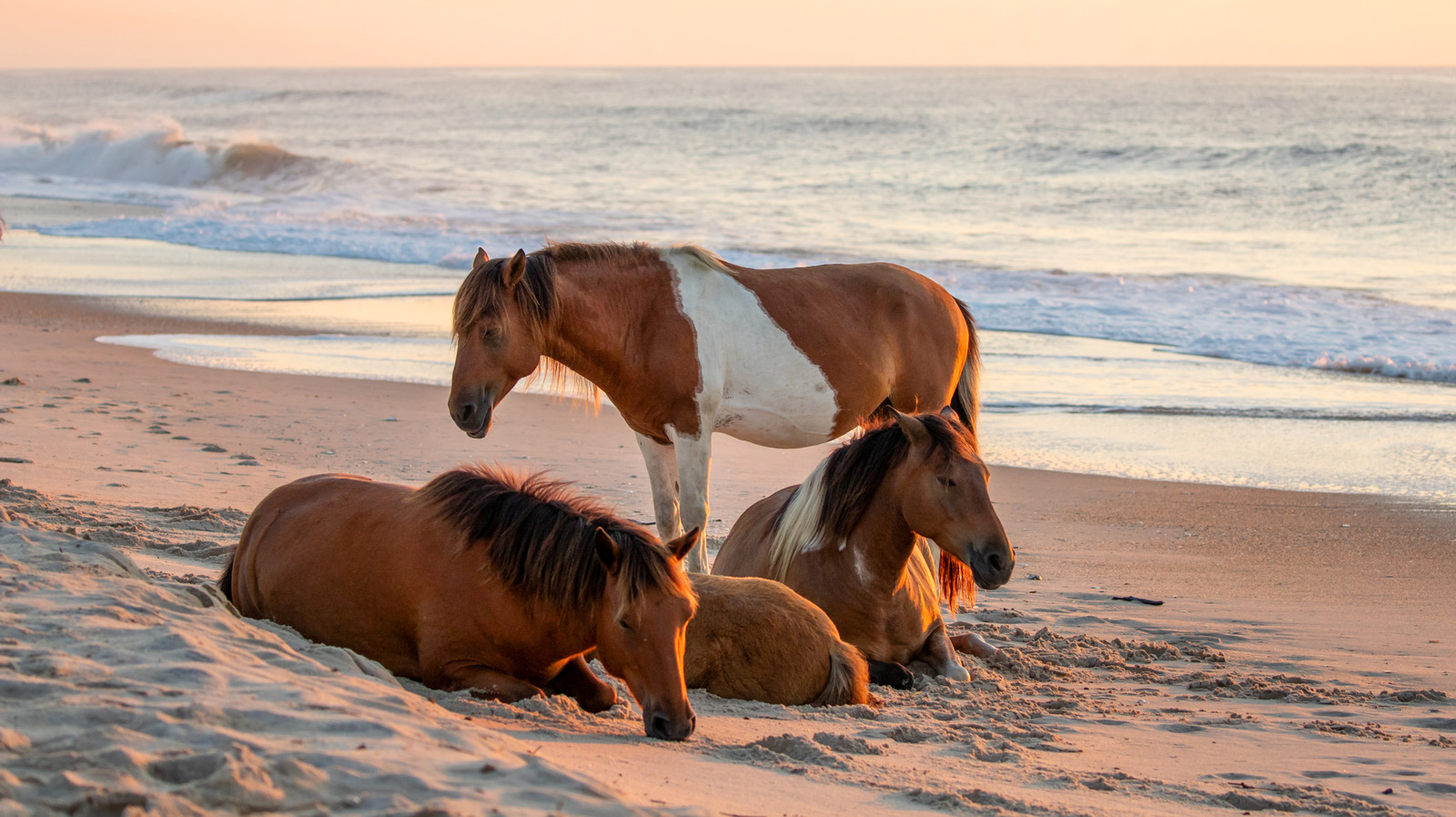 Le National Seashore à couper le souffle de Virginia offre une superbe expérience de refuge faunique