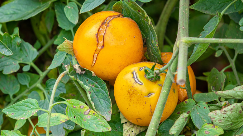 Paire de tomates jaunes montrant une fissure radiale et une fissuration concentrique