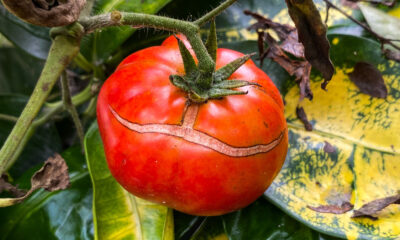 Pourquoi vos tomates se cassent alors qu'ils mûrissent