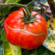 Pourquoi vos tomates se cassent alors qu'ils mûrissent