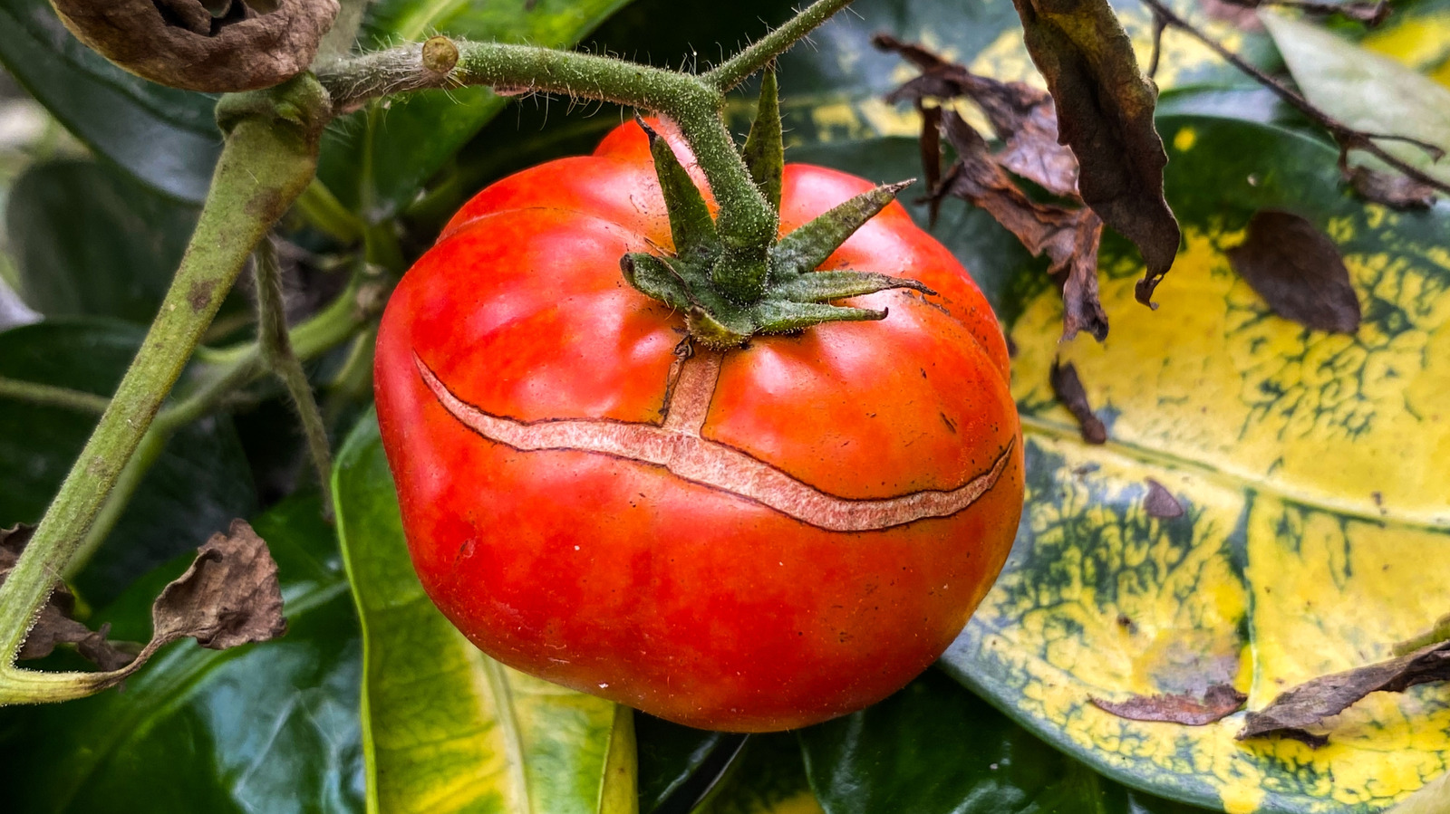 Pourquoi vos tomates se cassent alors qu'ils mûrissent
