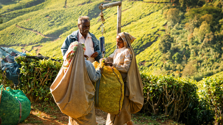 Les travailleurs pèsent des sacs de feuilles de thé cueillies à Kolukkumalai, Inde