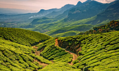 Le plus haut domaine du thé au monde est un joyau de montagne indien avec des vues et des visites à couper le souffle