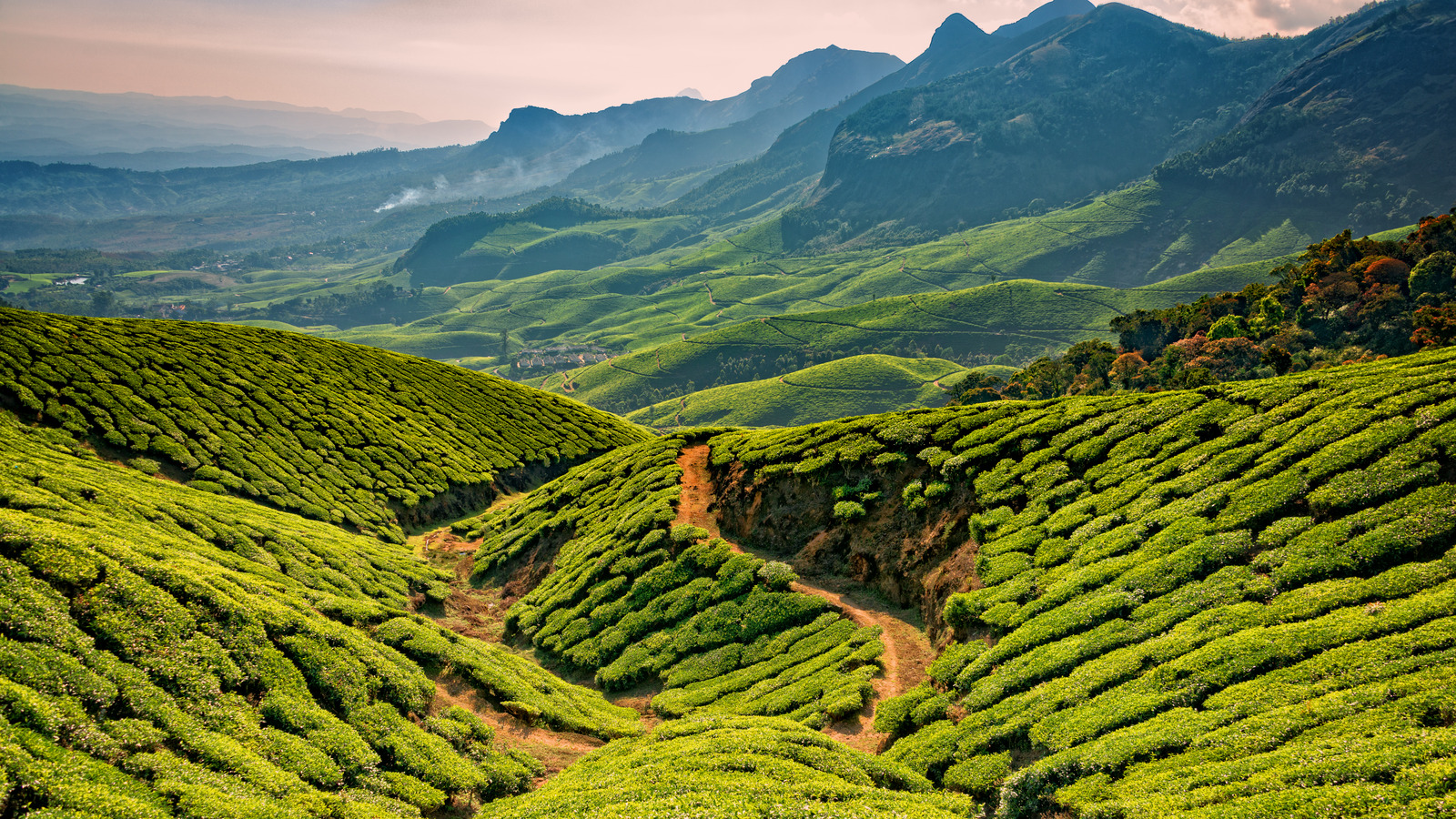 Le plus haut domaine du thé au monde est un joyau de montagne indien avec des vues et des visites à couper le souffle
