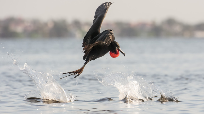 Un oiseau de mer éclaboussait et volait juste au-dessus des eaux de Tierra Verde