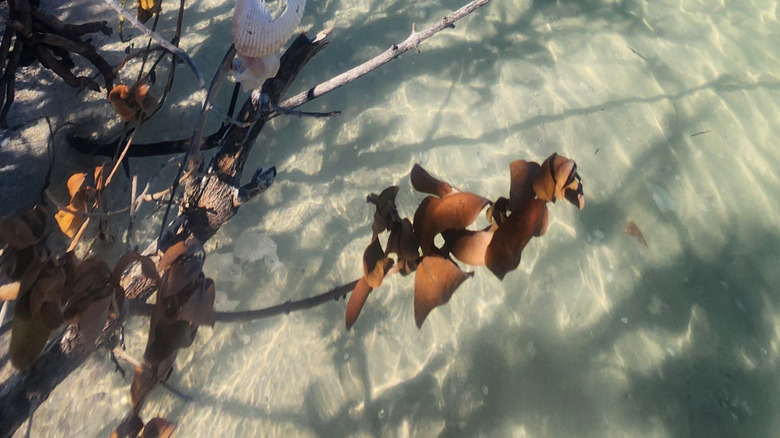 Coquillons décorant des branches d'arbres suspendues sur les eaux turquoise