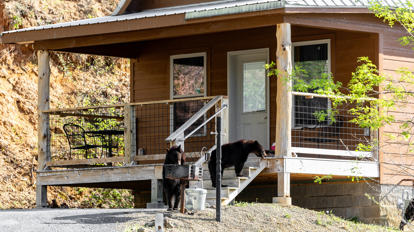 Ce camping essentiel de Costco peut vous protéger contre la faune dangereuse