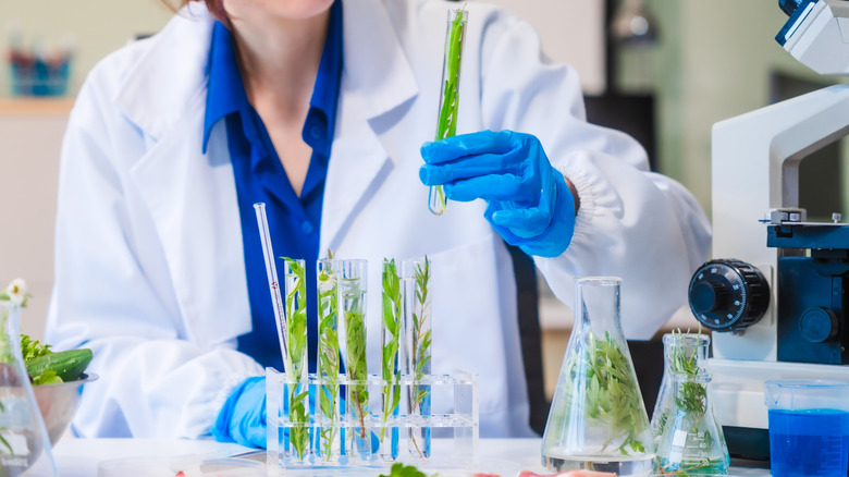Tubes à essai et béchers remplis de légumes verts inspectés dans un laboratoire