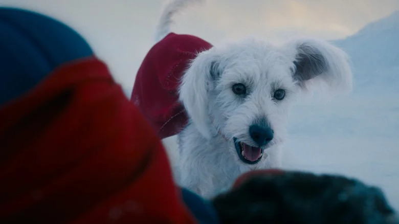 Krypto attend avec enthousiasme par l'équipe de Superman à Superman