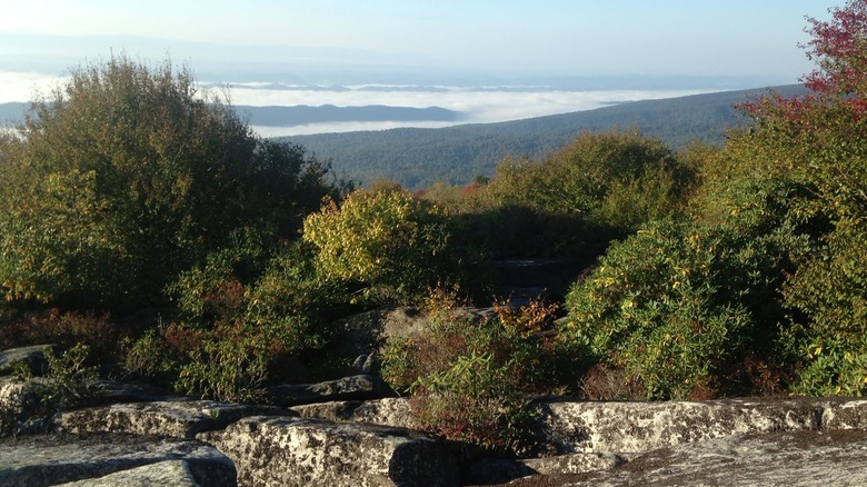 Vue depuis un sentier de randonnée dans les canaux surplombant une vaste forêt