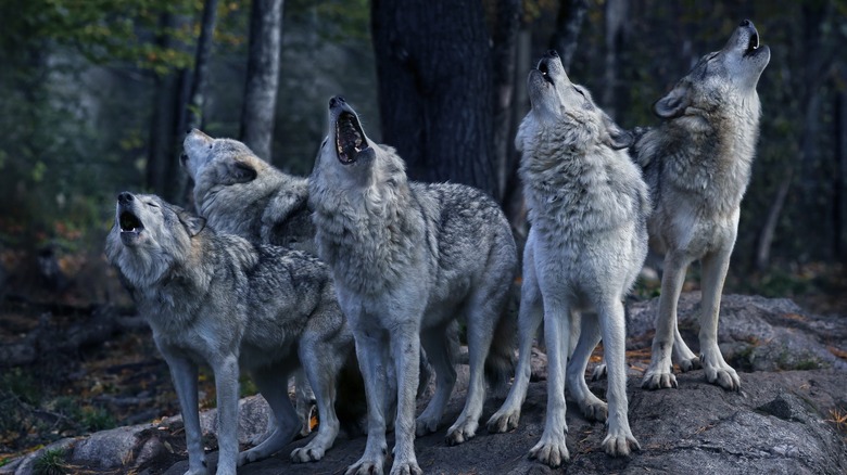 Cinq loups gris debout sur un rock hurlant