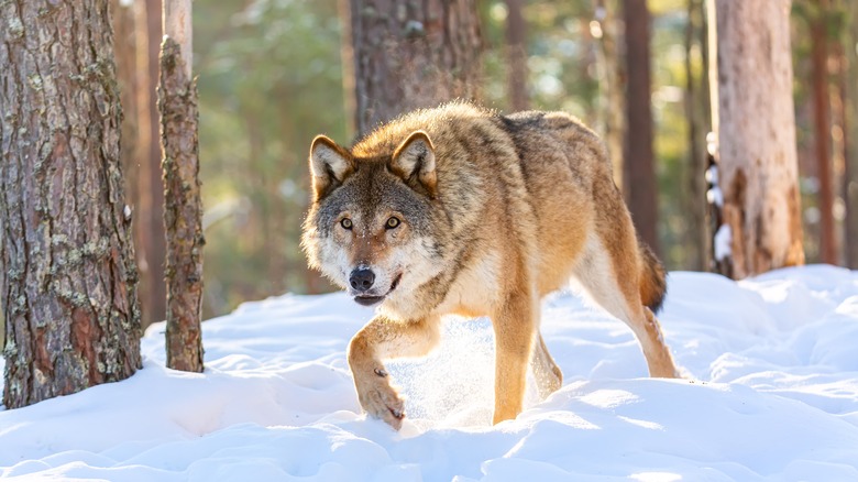 Un loup gris rôdant dans la neige dans les bois