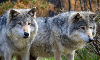 Comment éviter une dangereuse rencontre de loup tout en explorant les parcs nationaux américains