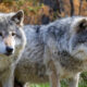 Comment éviter une dangereuse rencontre de loup tout en explorant les parcs nationaux américains