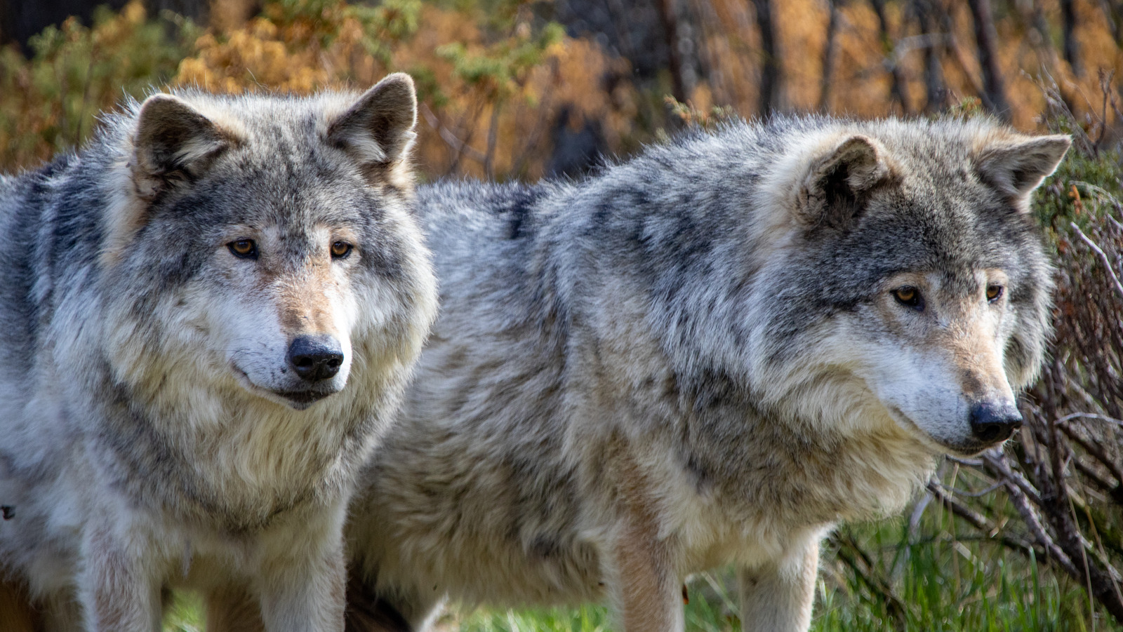 Comment éviter une dangereuse rencontre de loup tout en explorant les parcs nationaux américains