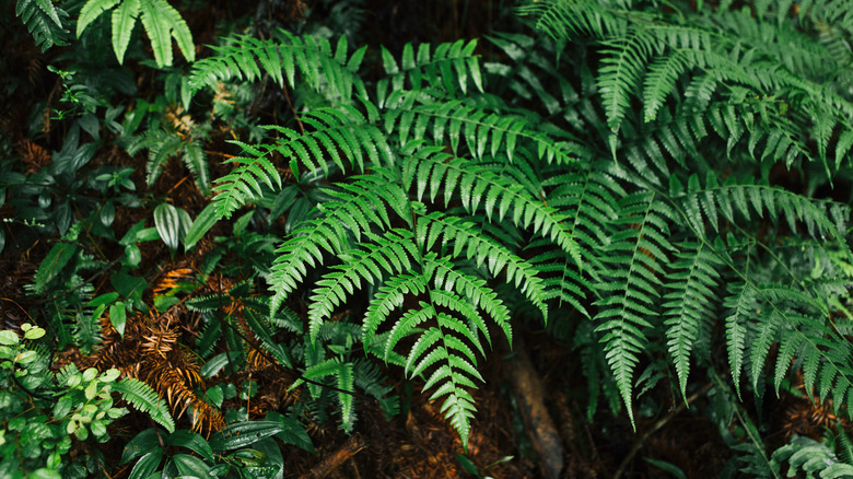 fougères dans un environnement forestier humide