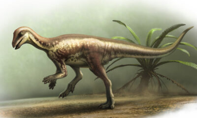Une espèce de dinosaure Jurassic récemment identifiée met en lumière un mystère de 150 millions de dollars